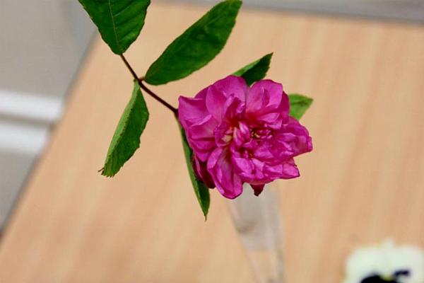 5 pretty perfumed winner - Merrill's rose.jpg